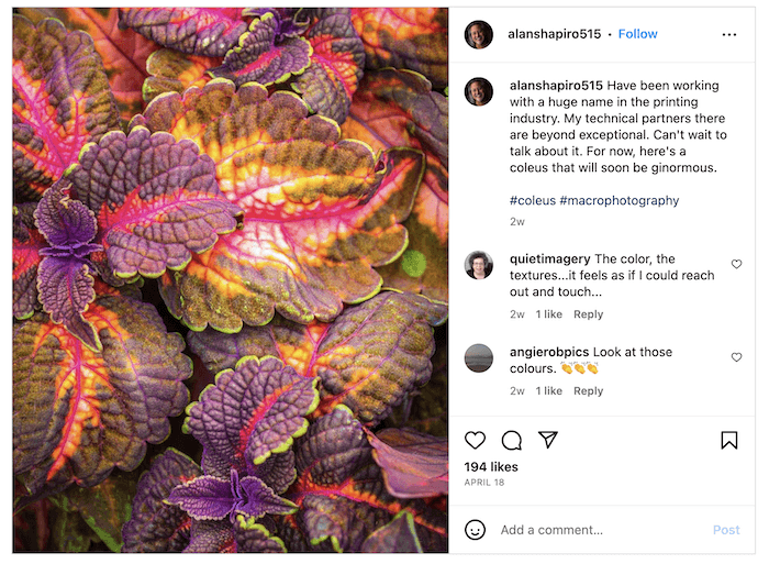 Screenshot of Alain Shapiro's Instagram with a close-up of colorful vegetation