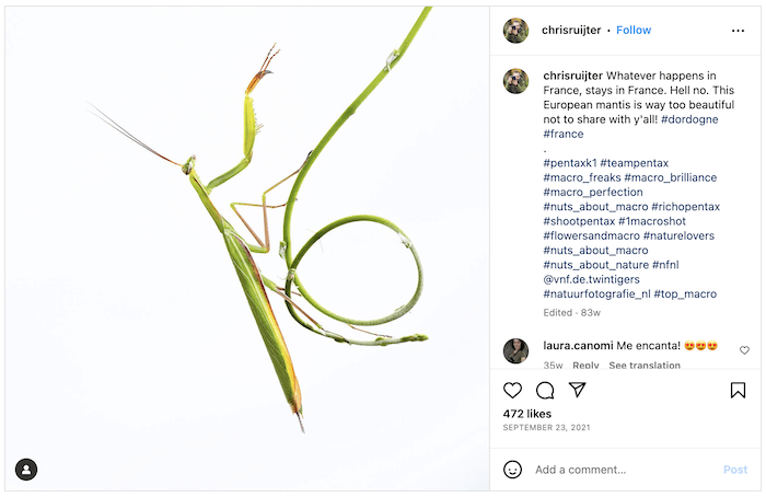 Screenshot of Chris Ruijter's Instagram with a stick insect