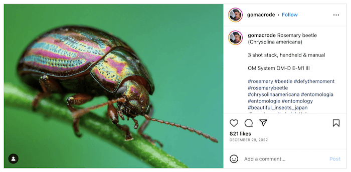 Screenshot of Christian Brockes's Instagram with a beetle