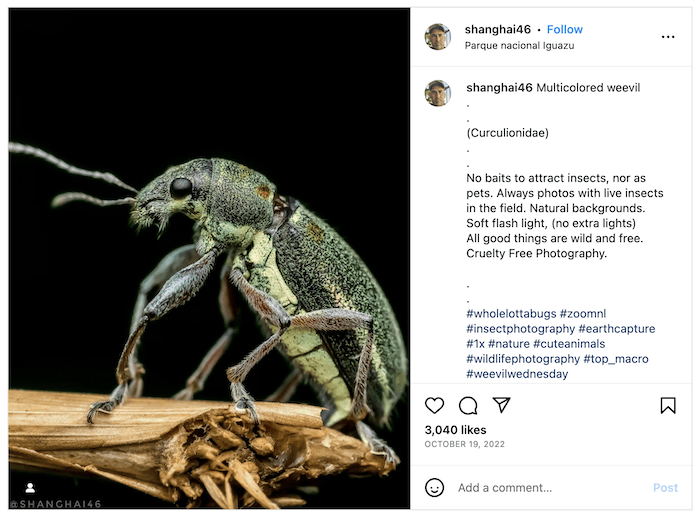 Screenshot of Diego Mendez's Instagram with a insect macro photo