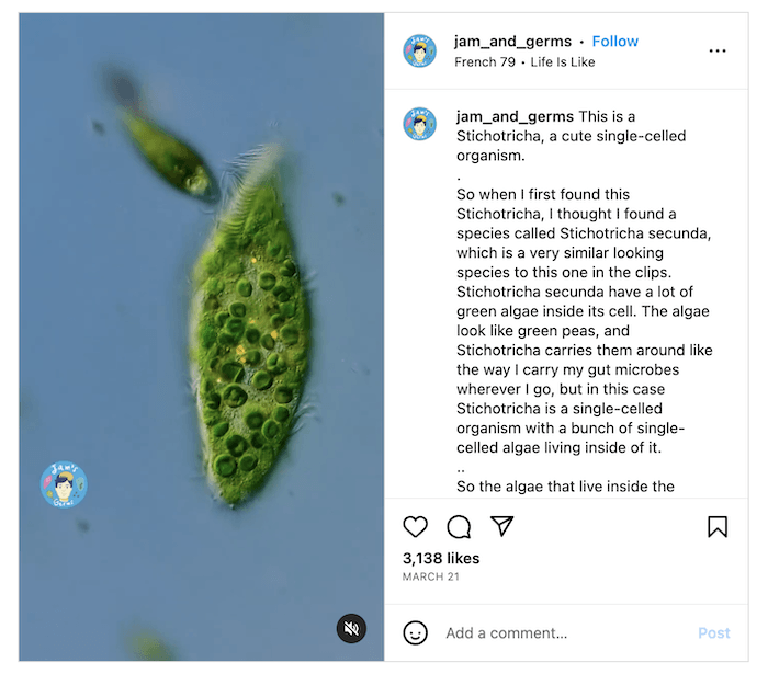 Screenshot of James Weiss's Instagram with a microscopic shot of an organism