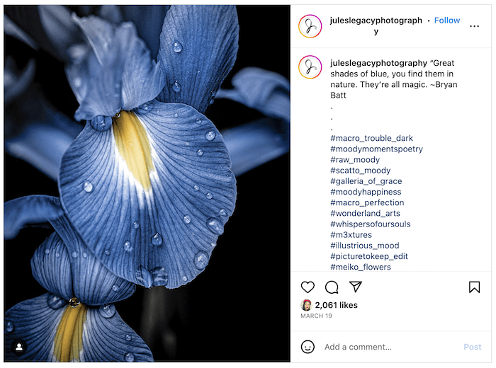 Screenshot of Julie's Instagram page with a flower close-up