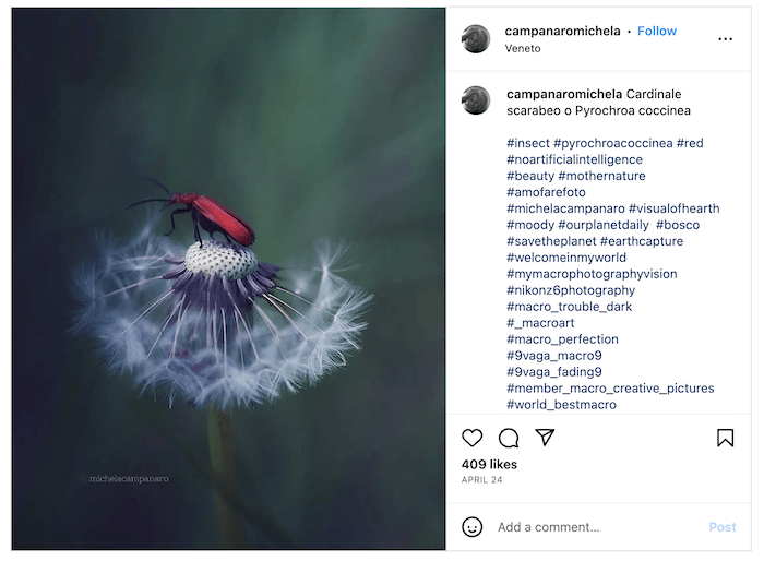Screenshot of Michela Campanaro's Instagram with a dandelion and insect