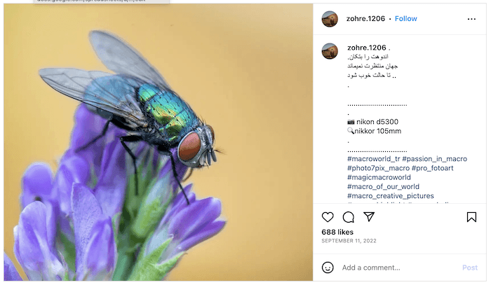 Screenshot of Zohre's Instagram page with a macro image of a fly on flowers