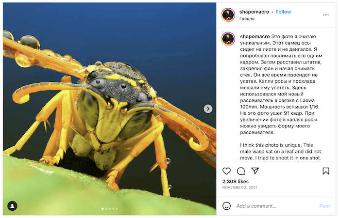 Screenshot of Андрей Шаповалов's Instagram with a macro insect photo