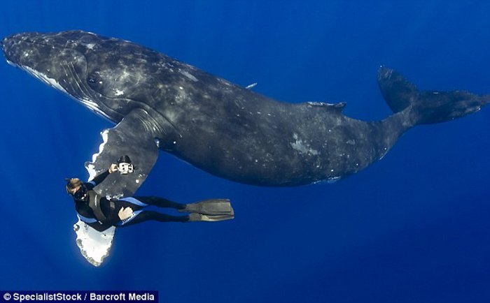 A whale swimming with a diver