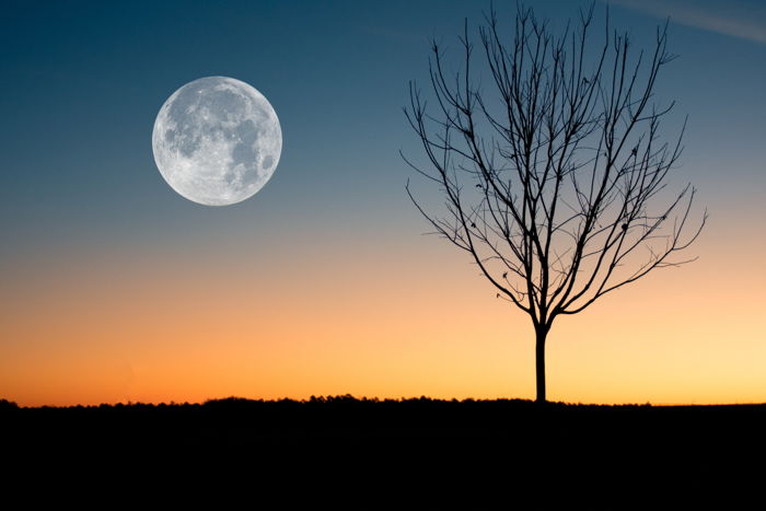 Cool silhouette photo of a tree by the full moon