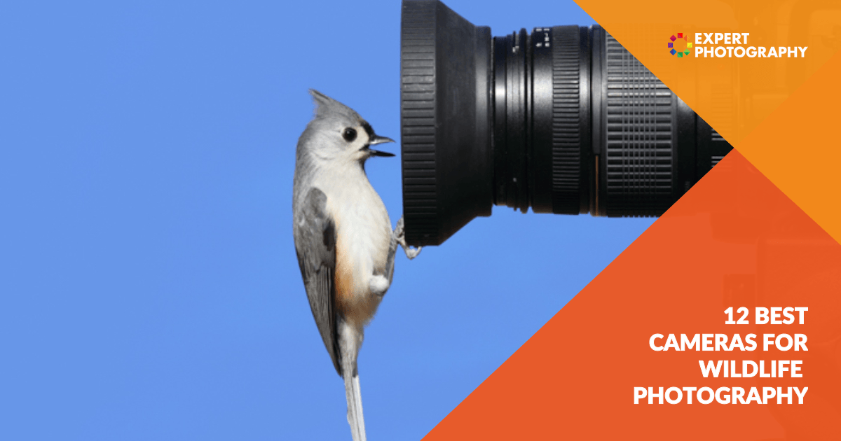 12 Best Camera for Wildlife Photography in 2024