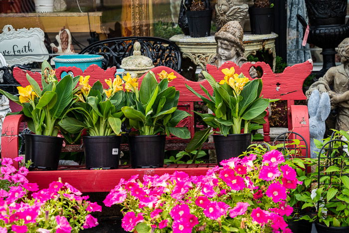 Color photograph flowers in garden center