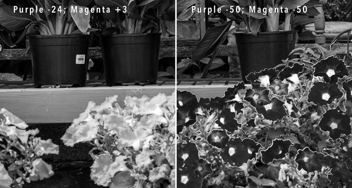 Two photos comparing flowers with halo