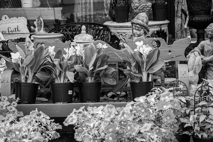 Monochrome photo flowers in garden center