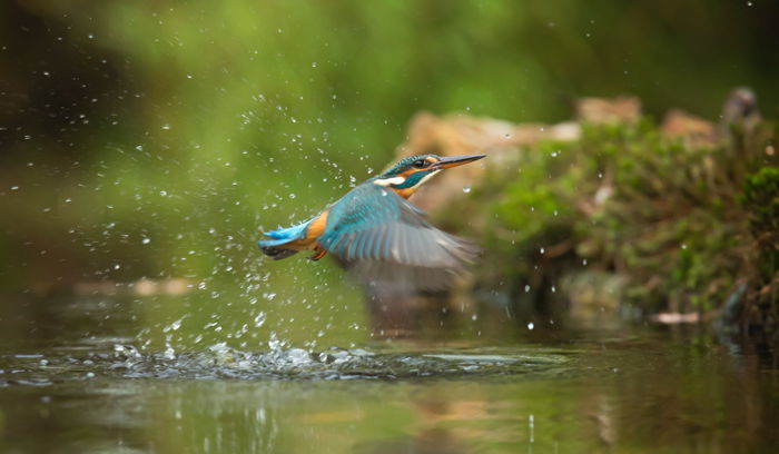 Macro photo of a hummingbird splashing water while flying 