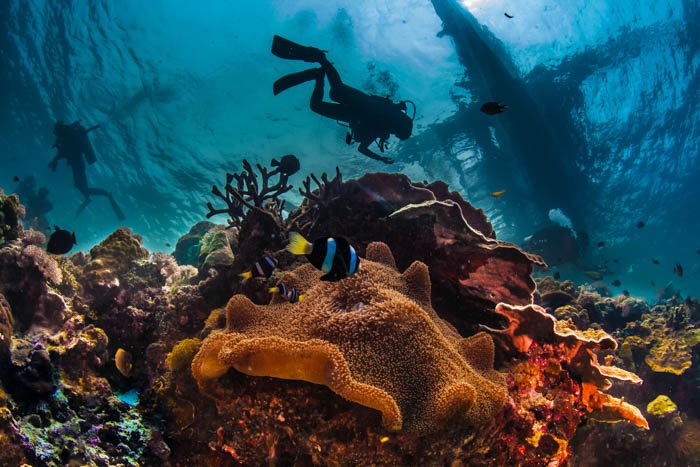一名潜水员在深海中被神奇生物包围的水下摄影