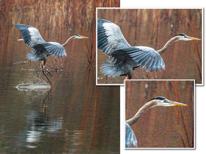 Blue Heron noise closeup