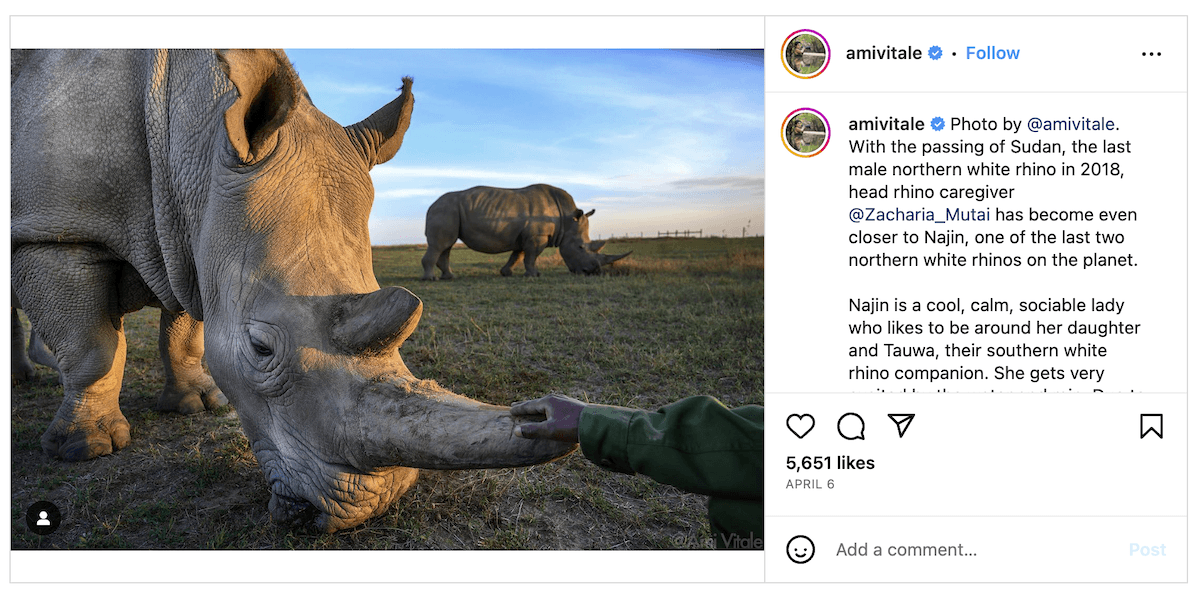 Screenshot of a rhino photo from Amy Vitale's Instagram