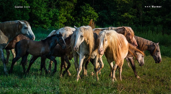 Wild horses with three white balance raw photos comparisons