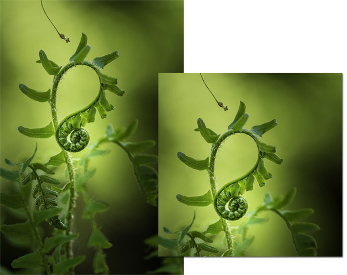 Fern in two aspect ratios