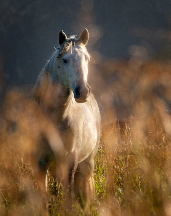 What is Selective Focus   And How to Use it for Great Photos  - 8