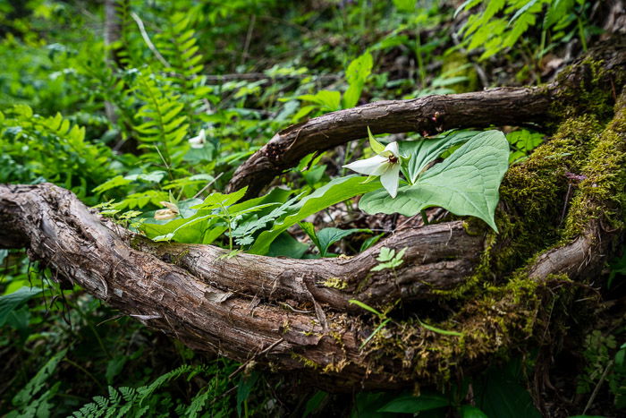 white trillium in forest