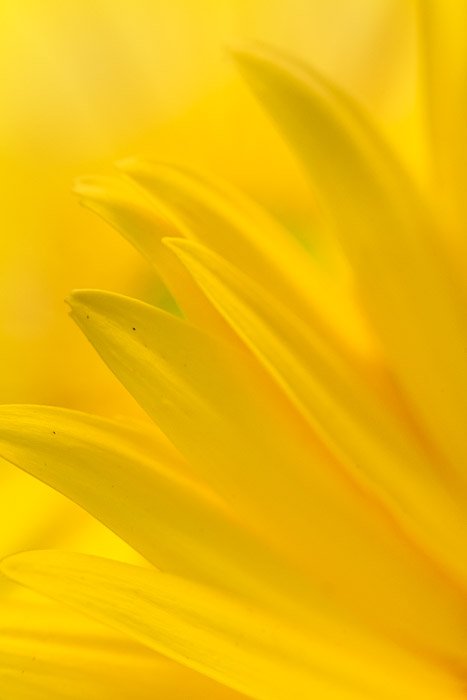 macro yellow flower