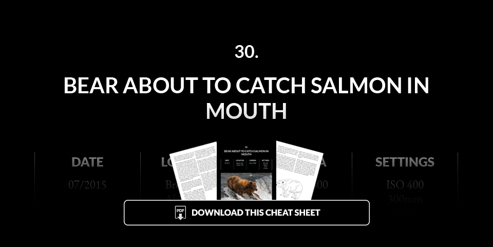 Illustration for a bear catching salmon cheat sheet