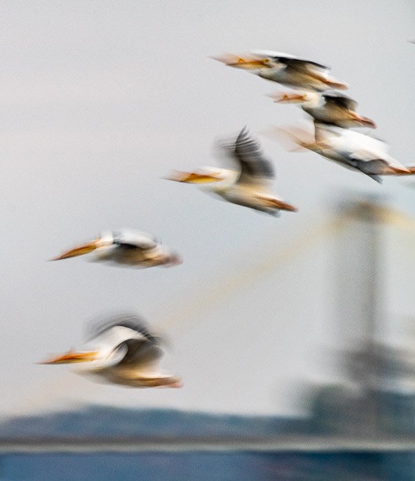 Pelicanos desfocados intencionalmente