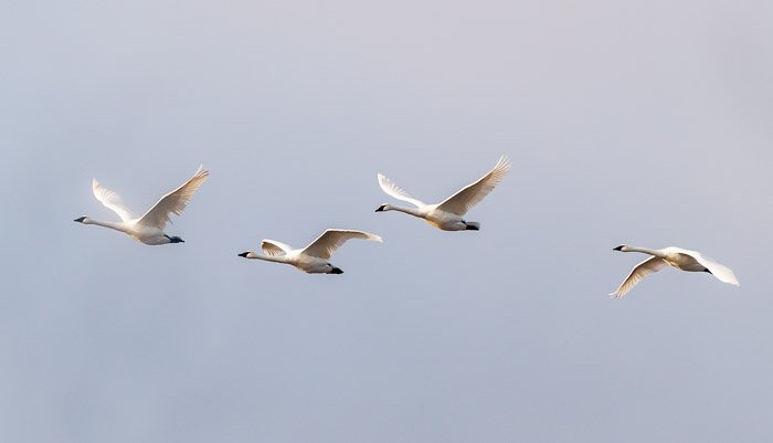 Trumpeter swans flying