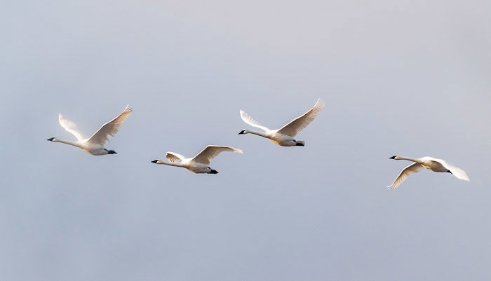 Cisnes trompetistas voando