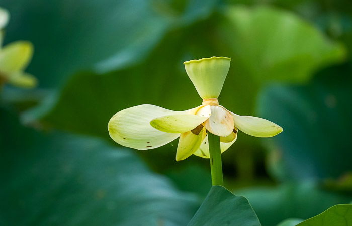 Flor de lótus