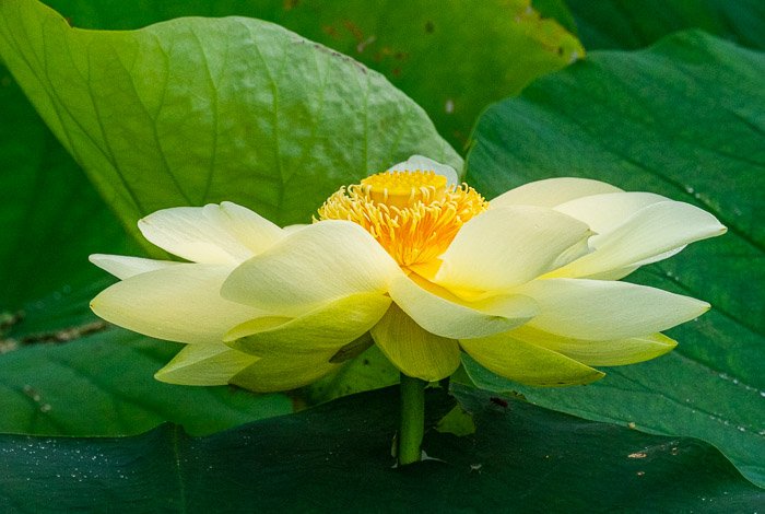 an image of a Lotus flower