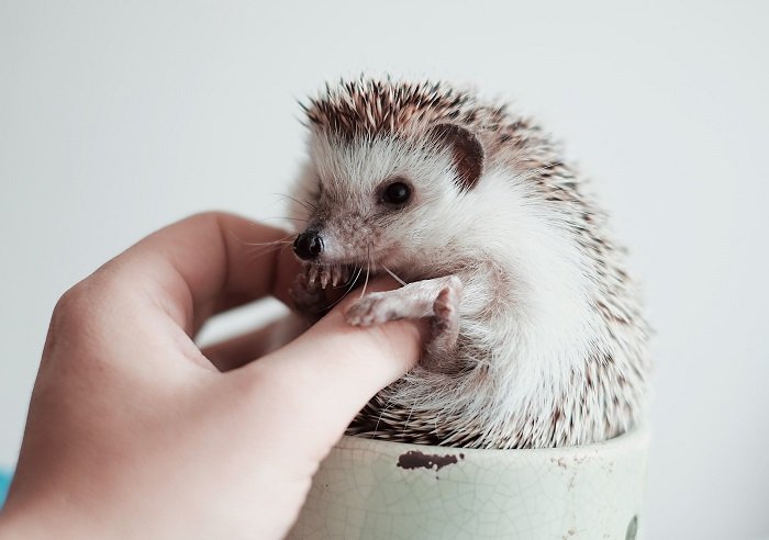 hedgehog in a teacup