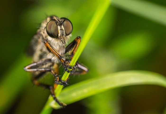 macro image of a fly on a plant