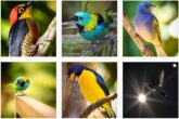 25 Most Influential Bird Photographers to Follow in 2024