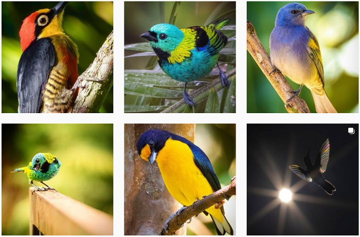 25 Most Influential Bird Photographers to Follow in 2023 - 11