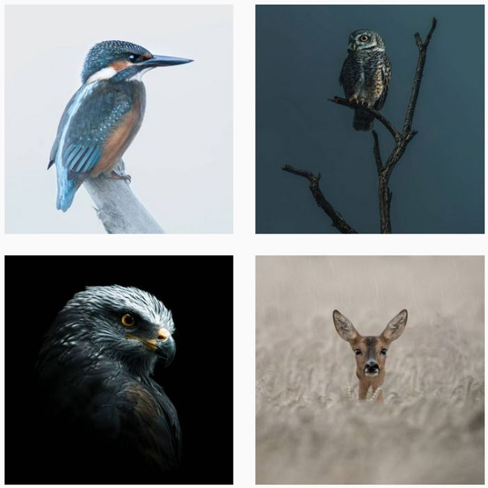 25 Most Influential Bird Photographers to Follow in 2023 - 88