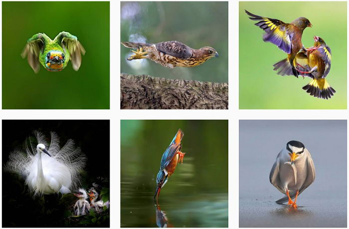 25 Most Influential Bird Photographers to Follow in 2023 - 22