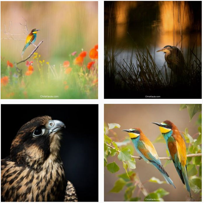 25 Most Influential Bird Photographers to Follow in 2023 - 53