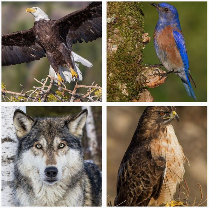 25 Most Influential Bird Photographers to Follow in 2023 - 13