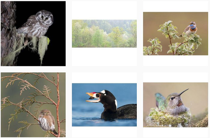 a screenshot of bird photographer Jess Findlay instagram portfolio