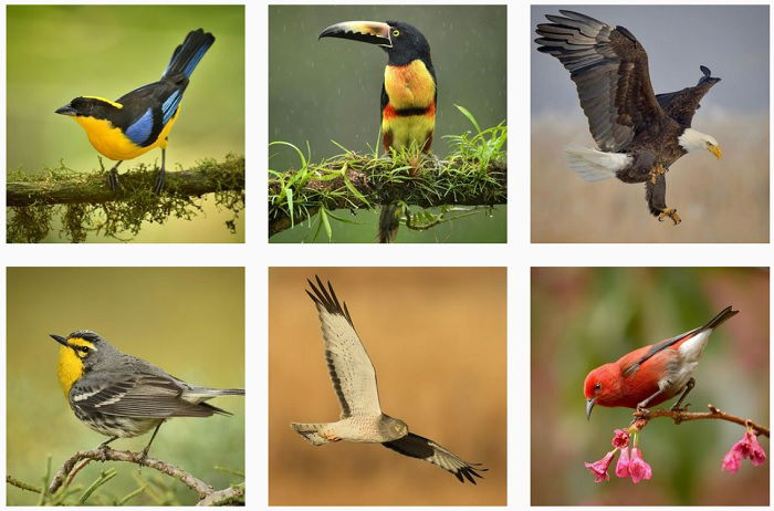 Ten Wildlife Photographers Zoom In on Their Favorite Birds, Science