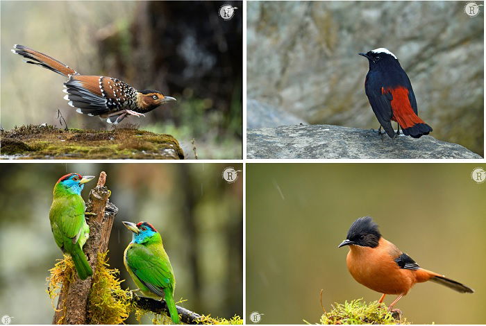 25 Most Influential Bird Photographers to Follow in 2023 - 42