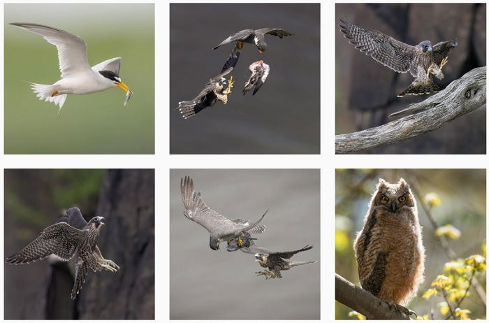 25 Most Influential Bird Photographers to Follow in 2023 - 68