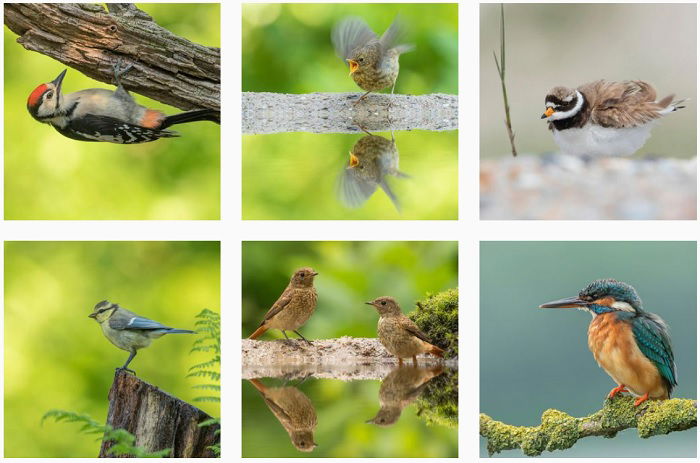 25 Most Influential Bird Photographers to Follow in 2023 - 77