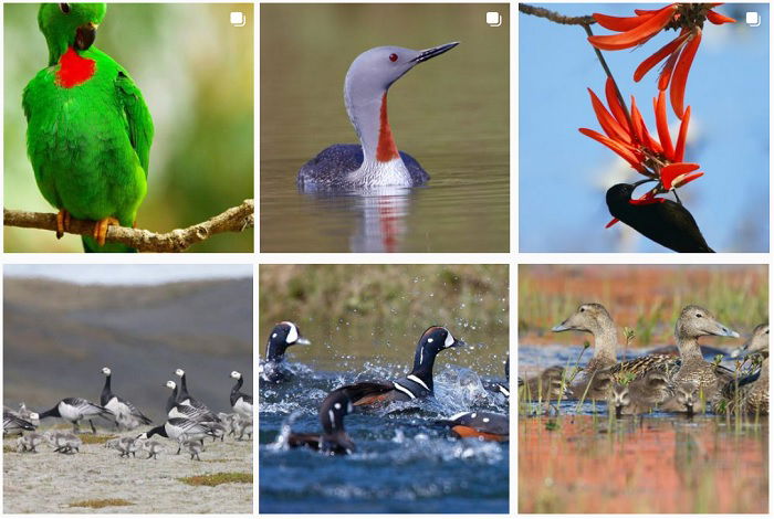 25 Most Influential Bird Photographers to Follow in 2023 - 53