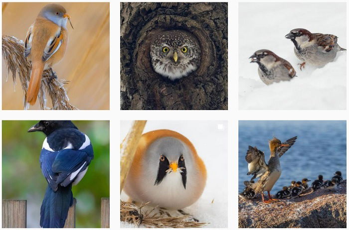 a screenshot of bird photographer Wami instagram portfolio