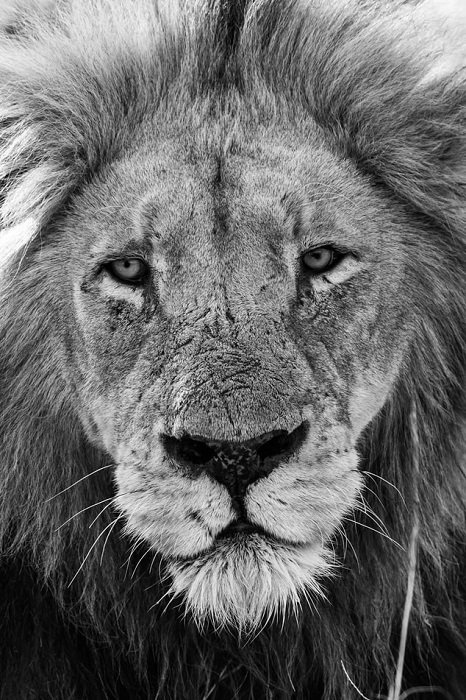 black and white photograph of a lion taken using a telephoto lens from a distance
