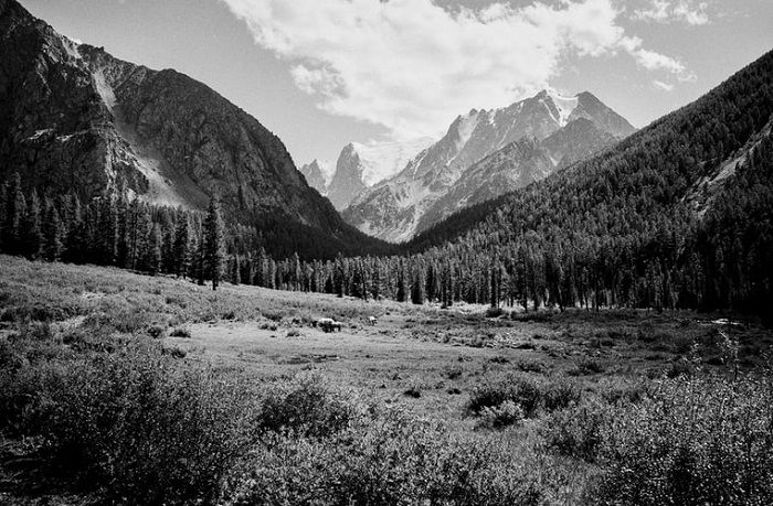 stunning and crisp black and white films photograph of a mountain forest
