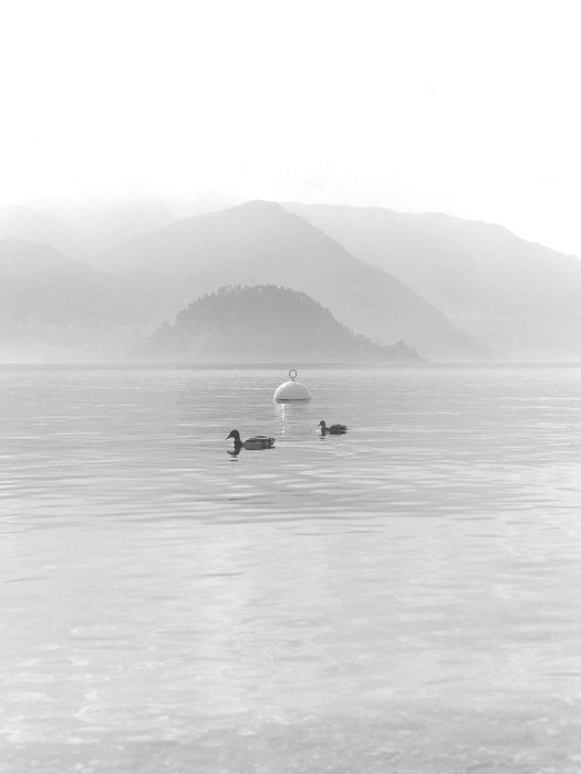 light black and white photograph of ducks with misty hills in the background
