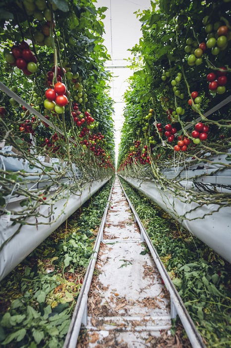 Editorial image of tomato vines in a greenhouse shot at a low angle