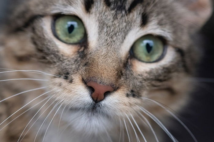 Close-up image of a cat using a macro lens